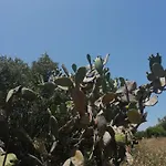 Terraoliva&herbs Vatos