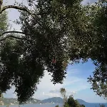 Terraoliva&herbs Campsite