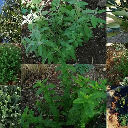 Campsite Terraoliva&herbs *