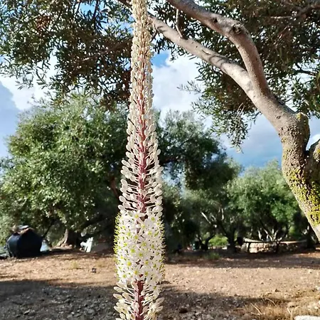 Terraoliva&herbs Campeggio *