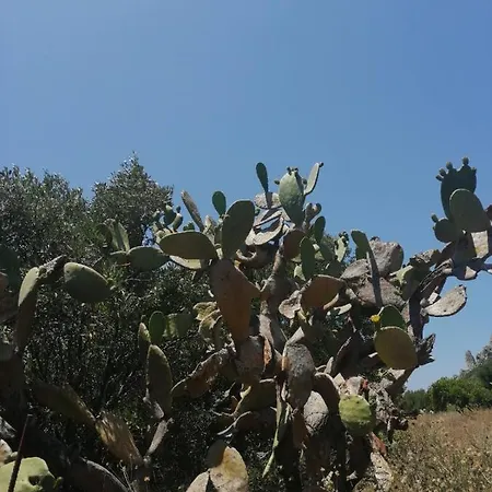 Terraoliva&herbs Βάτος