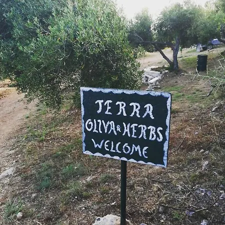 Terraoliva&herbs