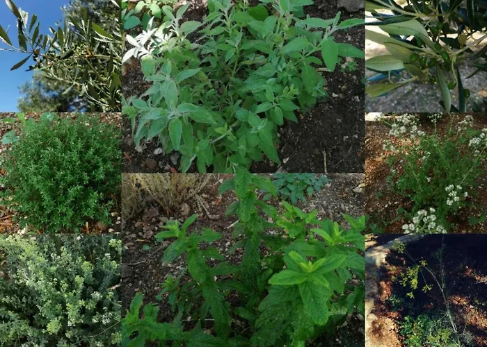 Kemping Terraoliva&herbs *